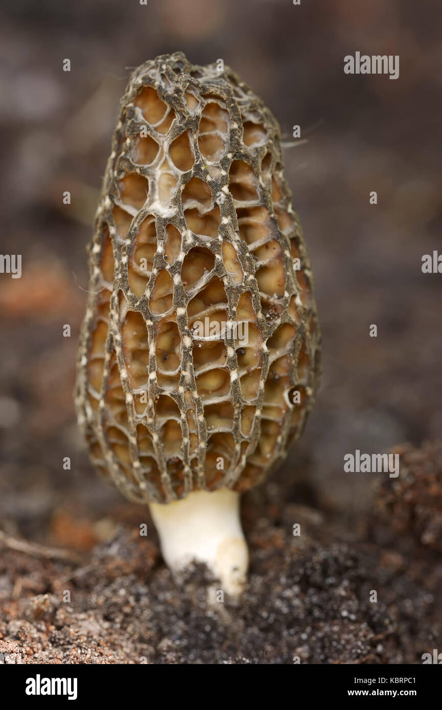 Black Morel, Rhénanie du Nord-Westphalie, Allemagne / (Morchella conica, Morchella elata) | Spitzmorchel, Nordrhein-Westfalen, Deutschland Banque D'Images