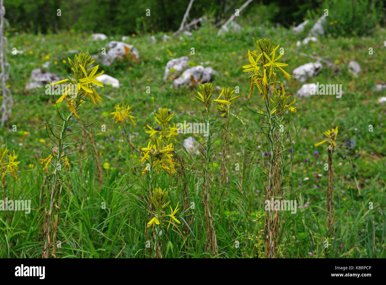 C'est l'Asphodeline lutea, l'Asphodel jaune, de la famille des Xanthorrhoeaceae Banque D'Images