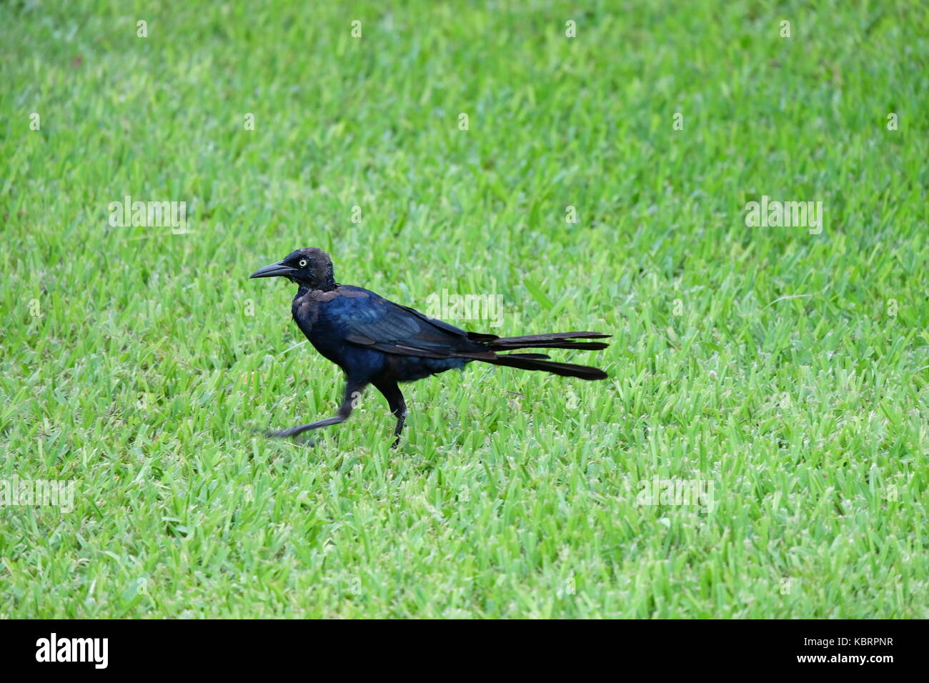 Bleu Et Noir Corbeau Comme Oiseau Dans Tulum Yucatan