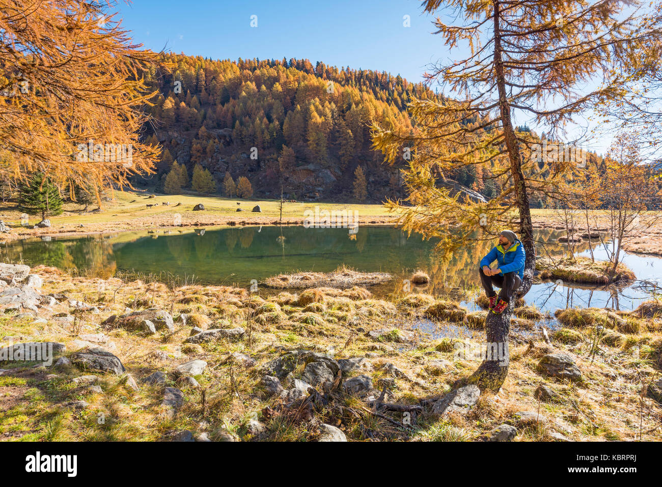 Covel lake à l'automne de l'Europe, Italie, région du Trentin, district de Trento, pejo vallée, ortles groupe de montagne, parc naturel stelvio Banque D'Images