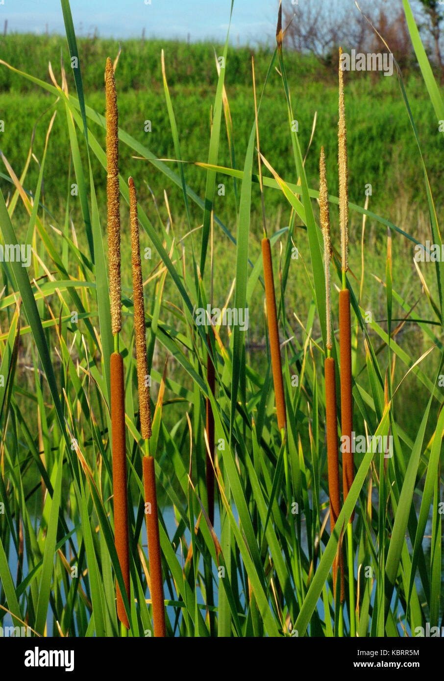 C'est Typha angustifolia, le scirpe llesser ou narrowleaf cattail, de la famille des typhaceae Banque D'Images