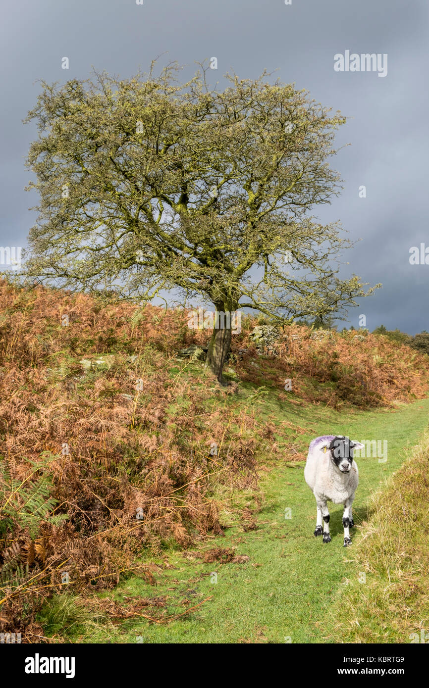 Moutons sur la colline, dans l'automne avec un soleil de nuages de pluie au loin. Win Hill, Peak District, Derbyshire, Angleterre, RU Banque D'Images