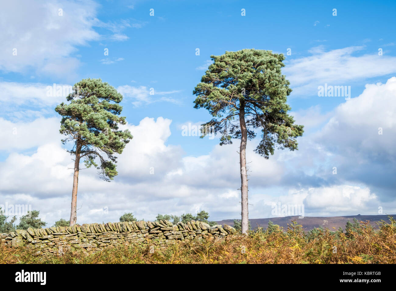 Deux arbres de pin sylvestre, Pinus sylvestris, en automne, sur fond de ciel bleu et nuages, sur la forêt, vallée, Derbyshire Peak District, England, UK Banque D'Images