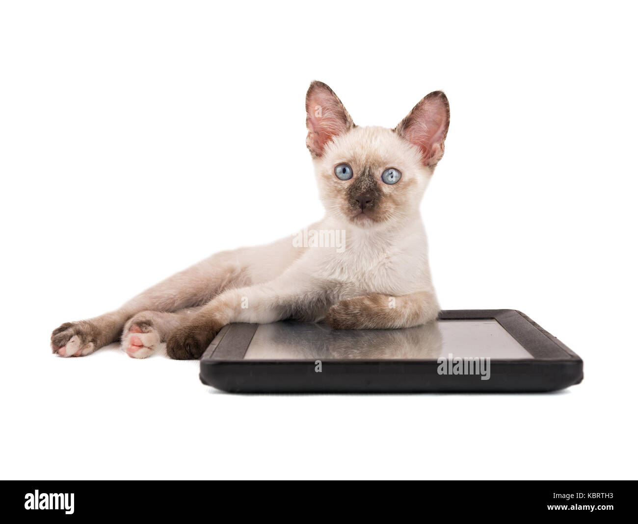Tortie point siamese kitten couché avec ses pattes avant sur un ordinateur tablette, looking up, on white Banque D'Images
