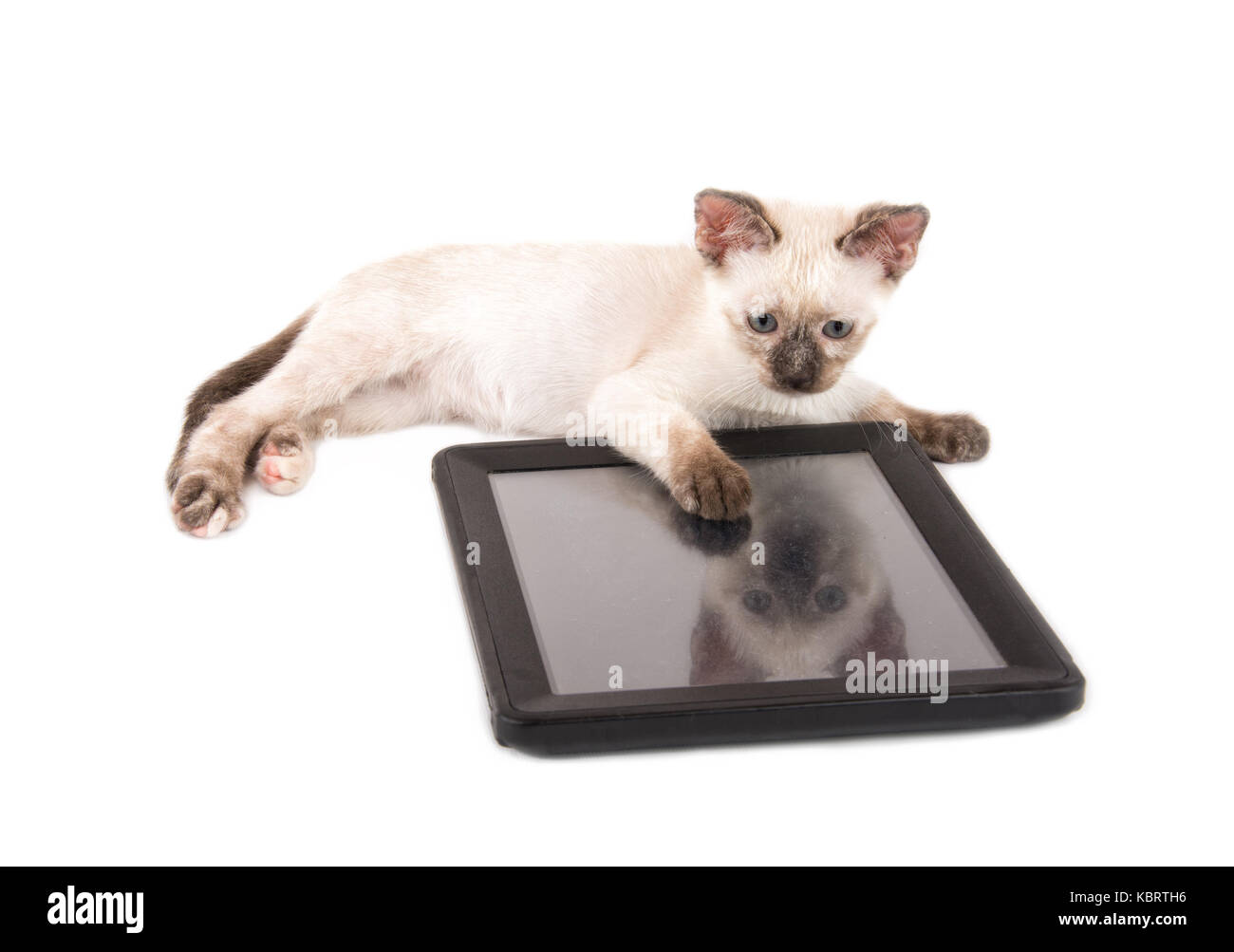 Adorable chaton siamois couché derrière un ordinateur tablette, on white Banque D'Images