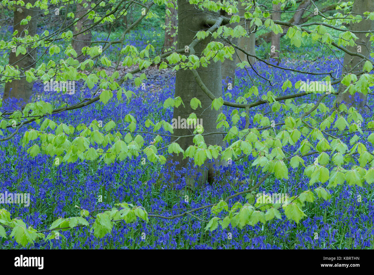 Bluebells commun (Hyacinthoides nonscripta) et feuilles de hêtre commun dans les bois, de l'habitat (Fagus sylvatica), Middleton Woods, Ilkley, West Yorkshire, en Banque D'Images