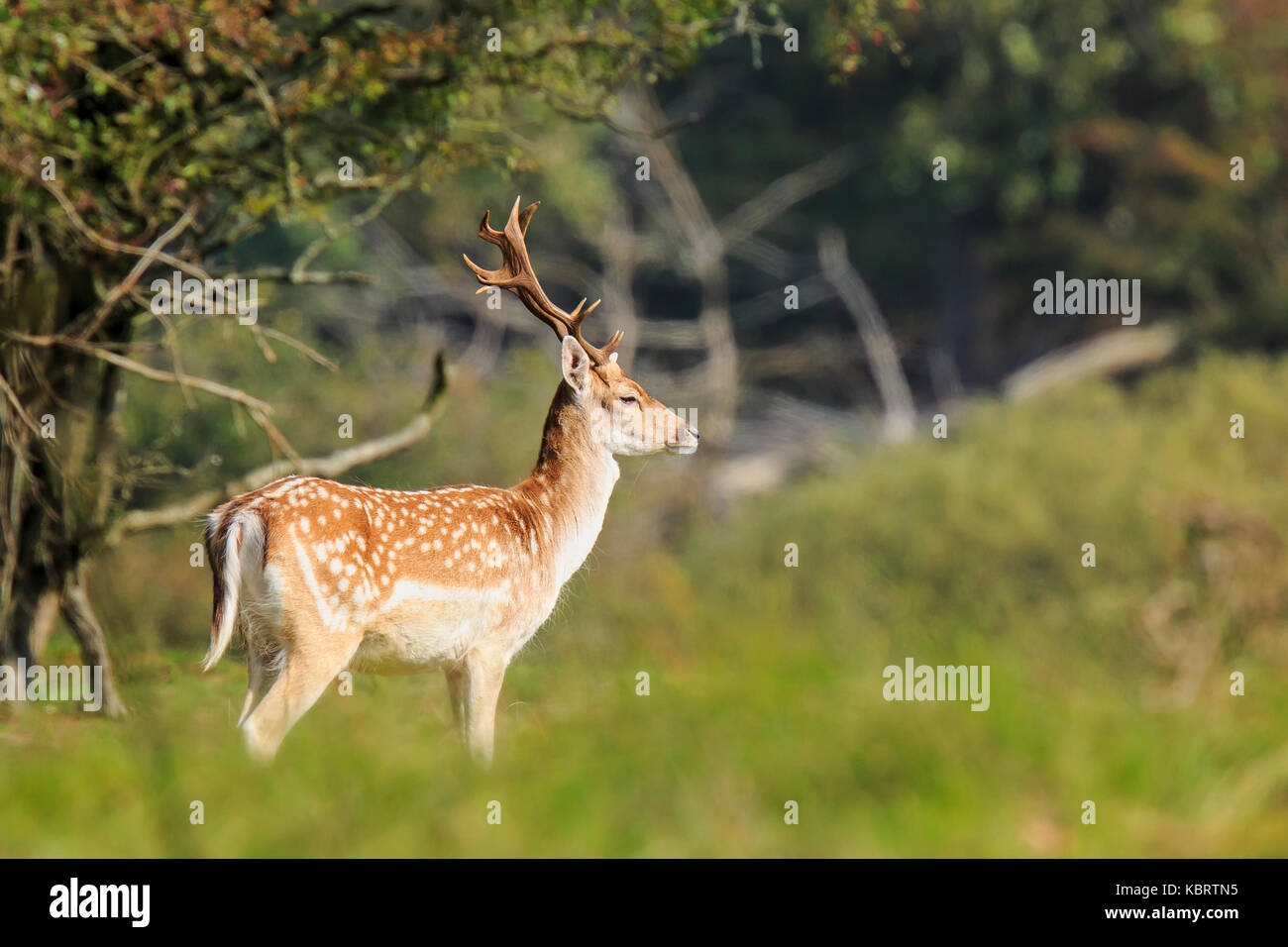 Close up portrait of a male fallow deer stag, dama dama, debout dans une forêt verte pendant la saison d'automne. Banque D'Images