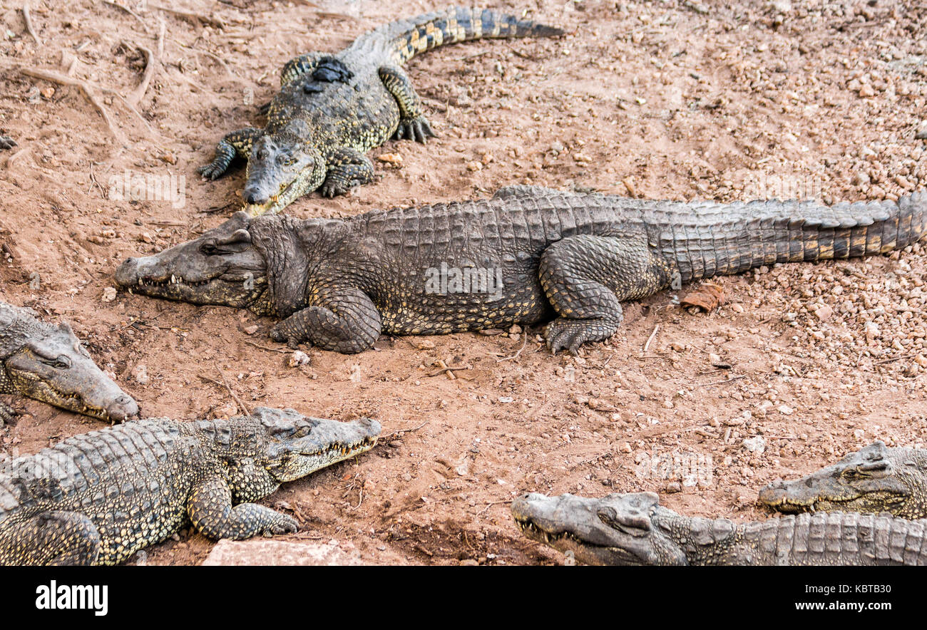 Crocodile de Cuba (crocodylus rhombifer) reptiles en voie de disparition endémique à Cuba Banque D'Images