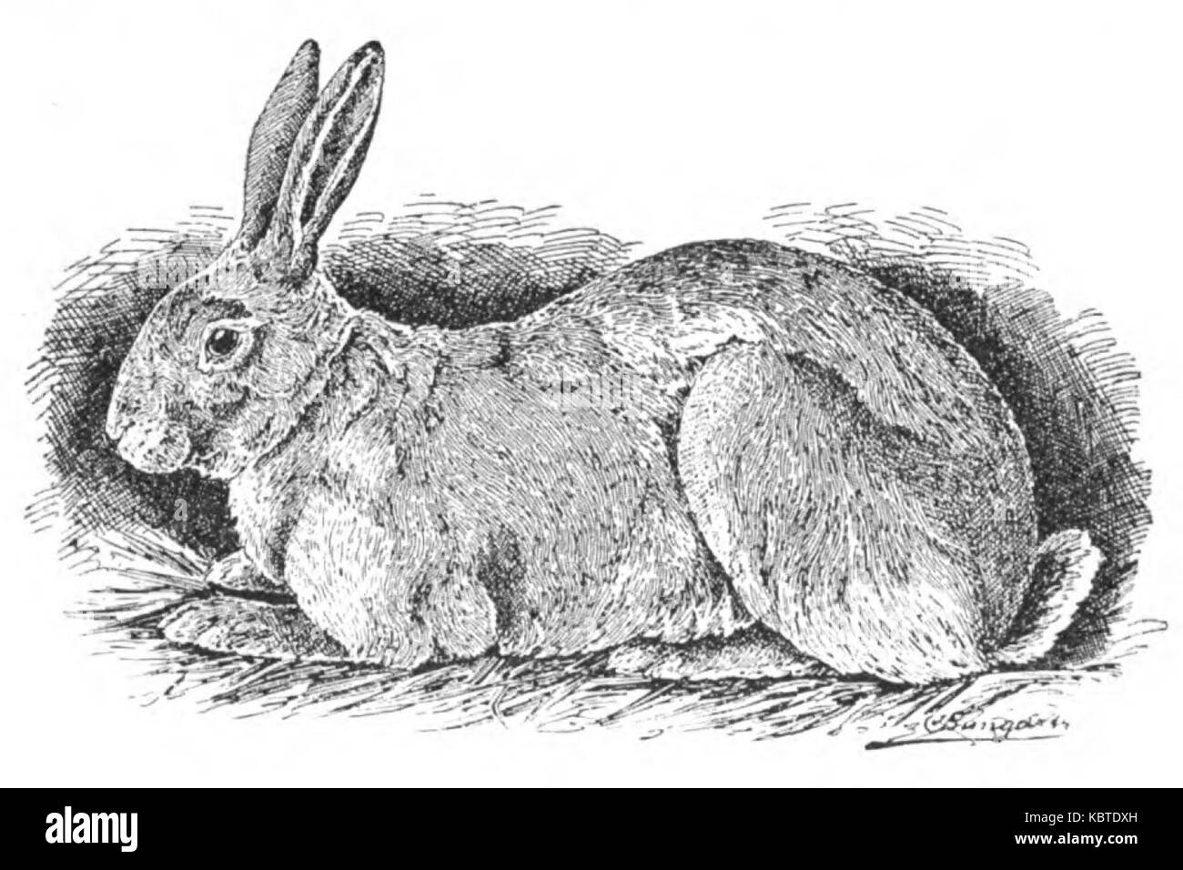 Neues Deutsches Kaninchen (Jean Bungartz, Kaninchenrassen, 1902, p018) Banque D'Images