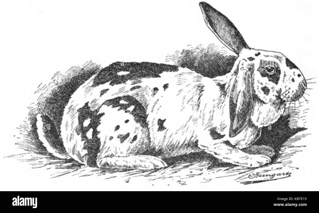 Lothringisches Riesen Kaninchen (Jean Bungartz, Kaninchenrassen, 1902, p026) Banque D'Images