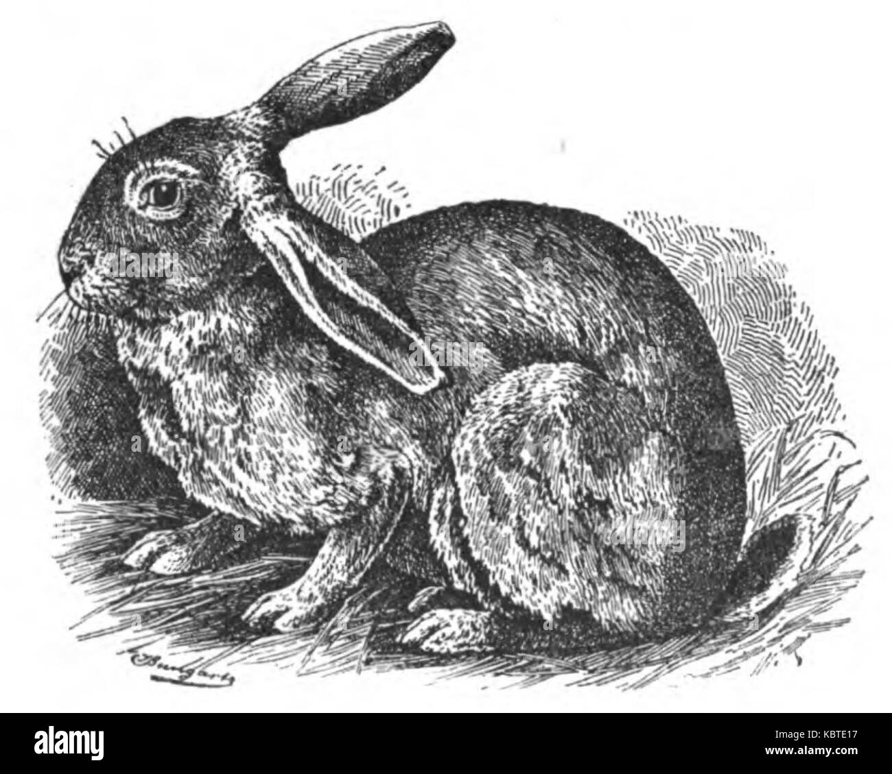 Normandie Kaninchen (Jean Bungartz, Kaninchenrassen, 1902, p030) Banque D'Images