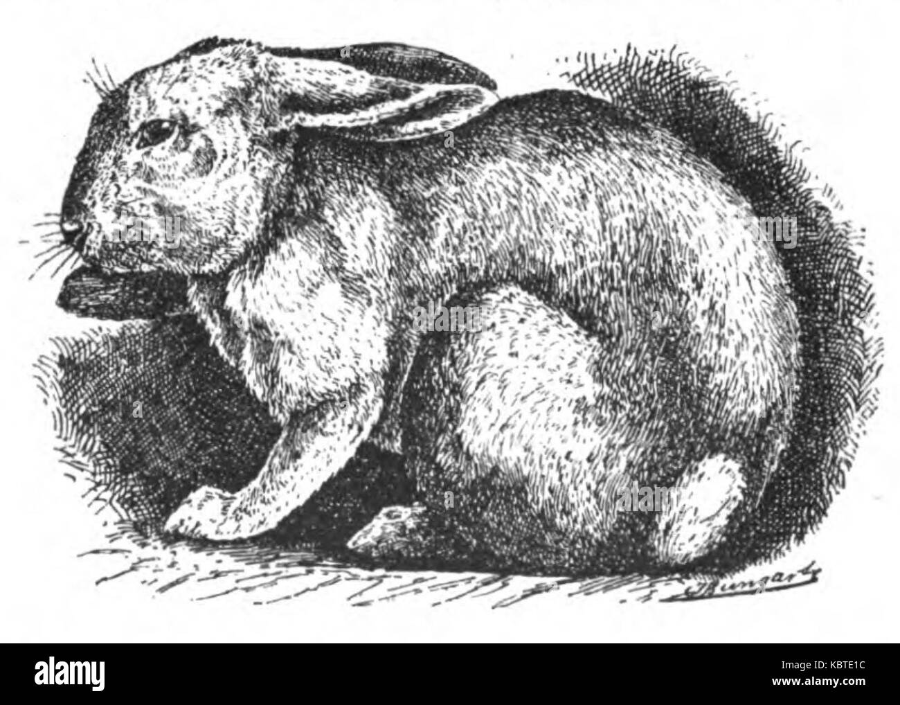 Une illustration tirée de 'Kaninchenrassen' (1902) de Jean Bungartz, représentant la race Silber Kaninchen, une représentation importante dans l'étude des races de lapins. Banque D'Images