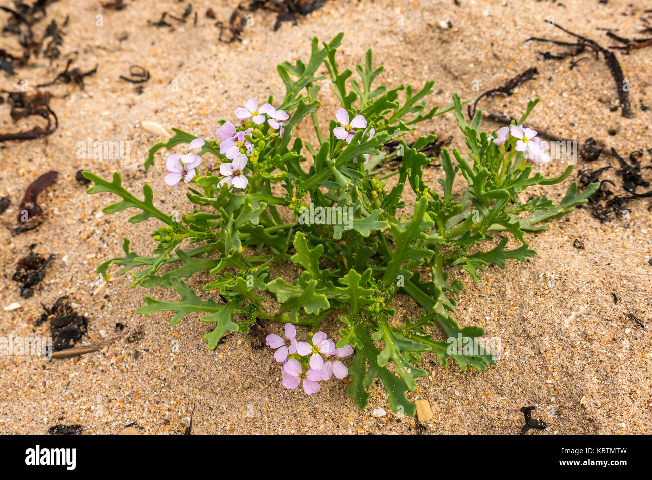 Fleurs violettes de la roquette de mer européenne comestible ou de la moutarde de mer, Cakile maritima, poussant dans le sable sur la plage, Lothian est, Écosse, Royaume-Uni Banque D'Images