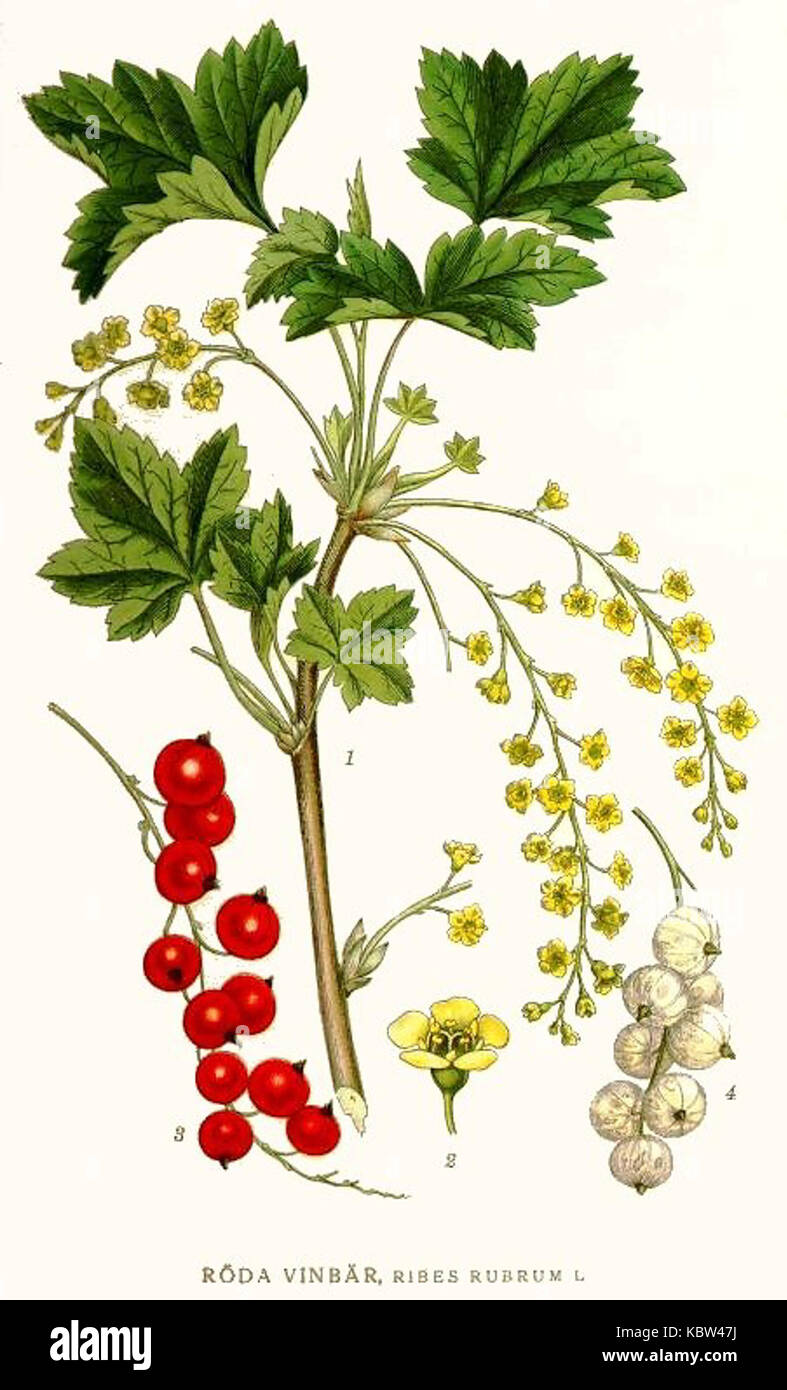 Une entrée documentant l'espèce botanique Ribes rubrum, communément connue sous le nom de cassis rouge. Cette entrée décrit la classification de la plante, ses caractéristiques et son importance en agriculture et en horticulture. Banque D'Images