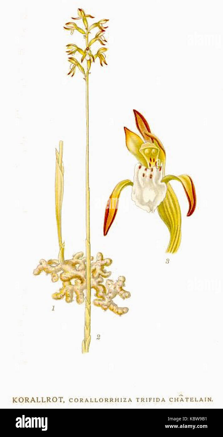 Corallorhiza trifida, communément appelé coralroot tacheté, est une espèce d'orchidée originaire de l'hémisphère Nord. Cette illustration de Nordens Flora représente les fleurs délicates et la structure unique de la plante. Banque D'Images