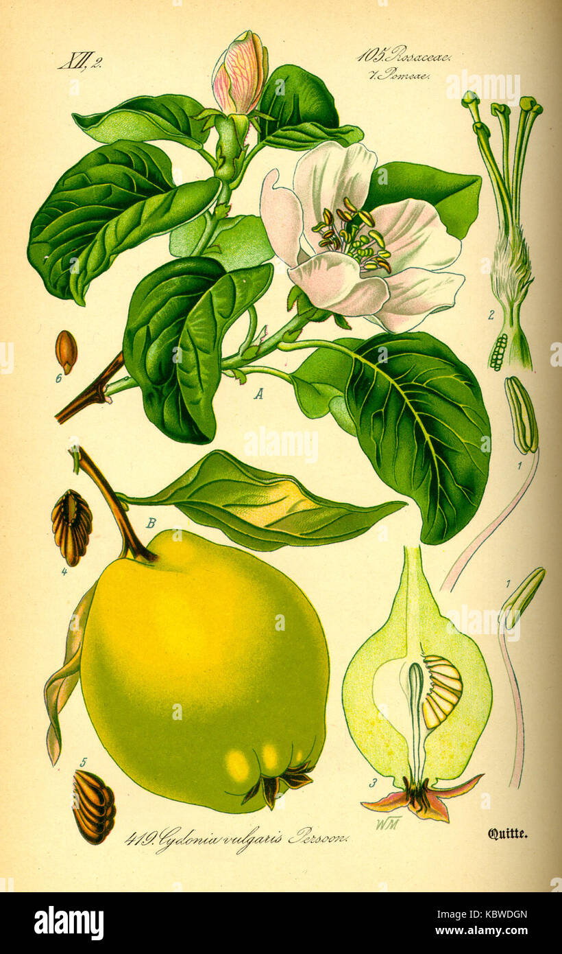 Illustration Cydonia oblonga0 Banque D'Images