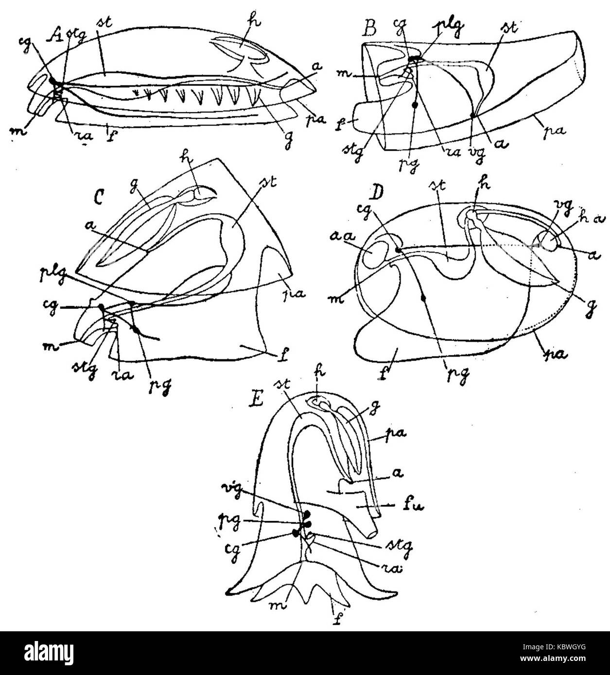 Diagramme de classes 5 mollusques Banque D'Images