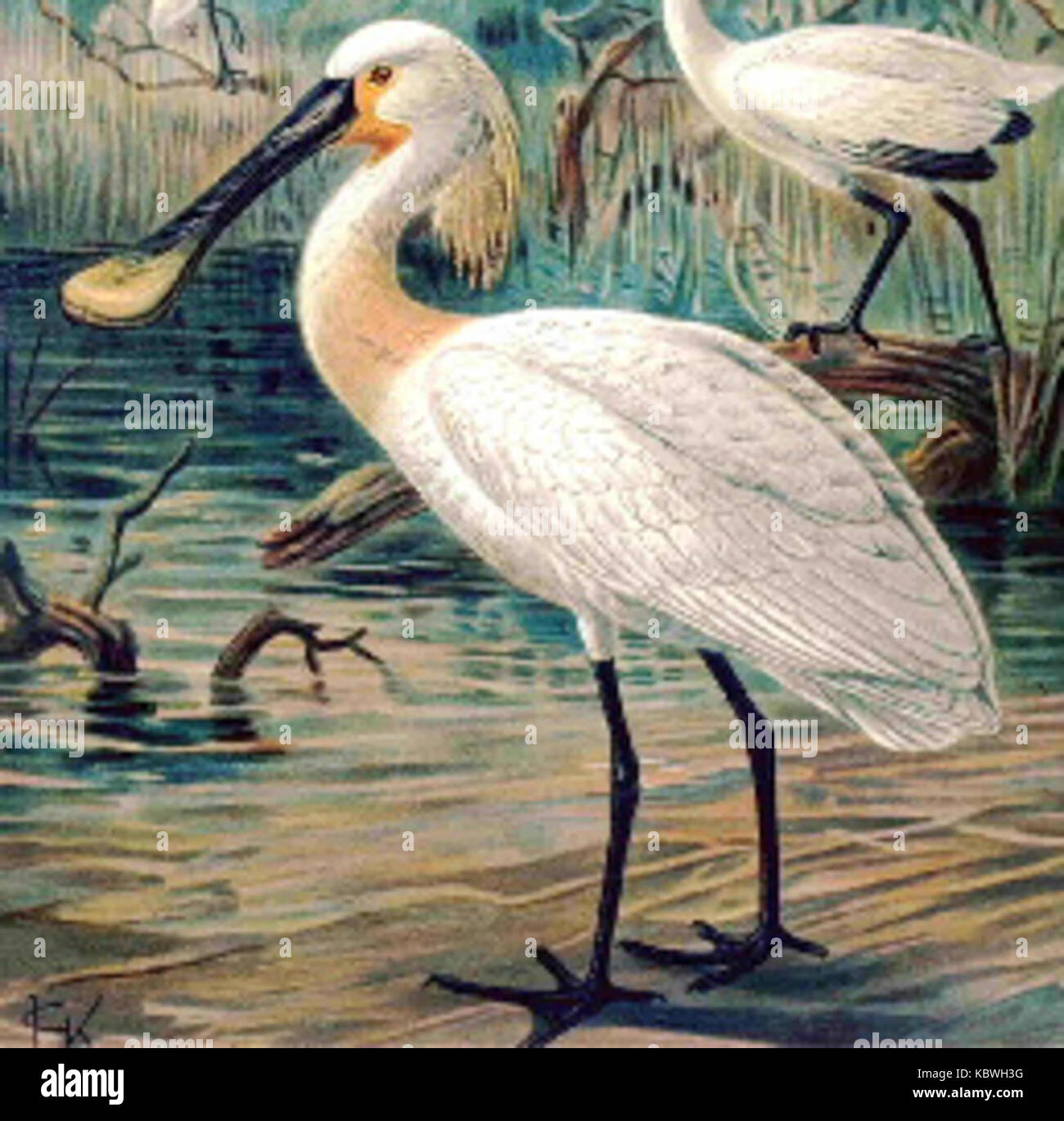 Le bec de cuillère est un échassier connu pour son bec long et distinctif en forme de spatule. Il habite les zones humides et on le voit souvent chercher de la nourriture dans les eaux peu profondes. Banque D'Images