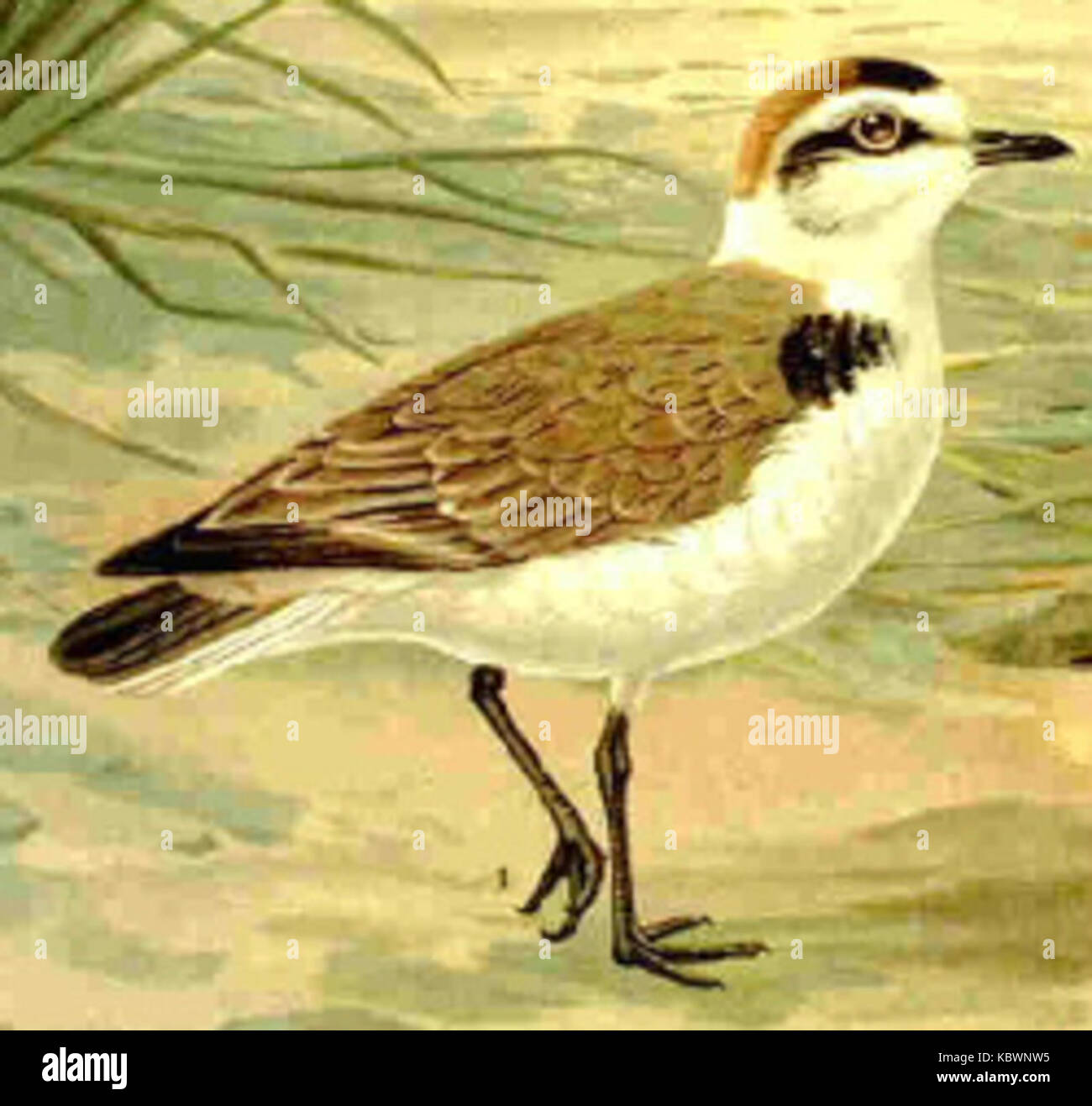 Kentishplover71 Banque D'Images