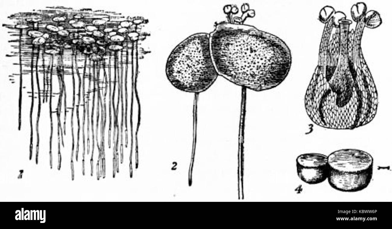 Britannica Lentilles d Banque D'Images