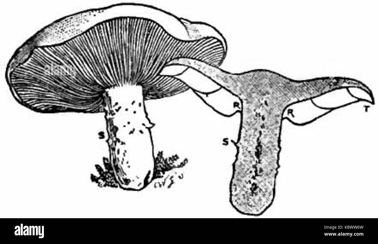 Cet article traite d'une espèce de champignons toxiques présentée dans le Britannica, soulignant les dangers de certains champignons toxiques et leurs effets sur la santé. Banque D'Images