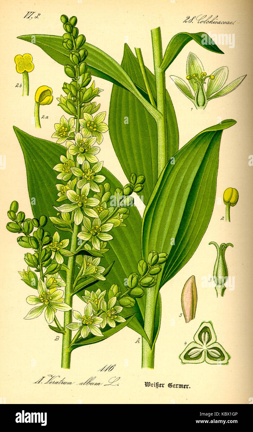 Veratrum album illustration0 Banque D'Images