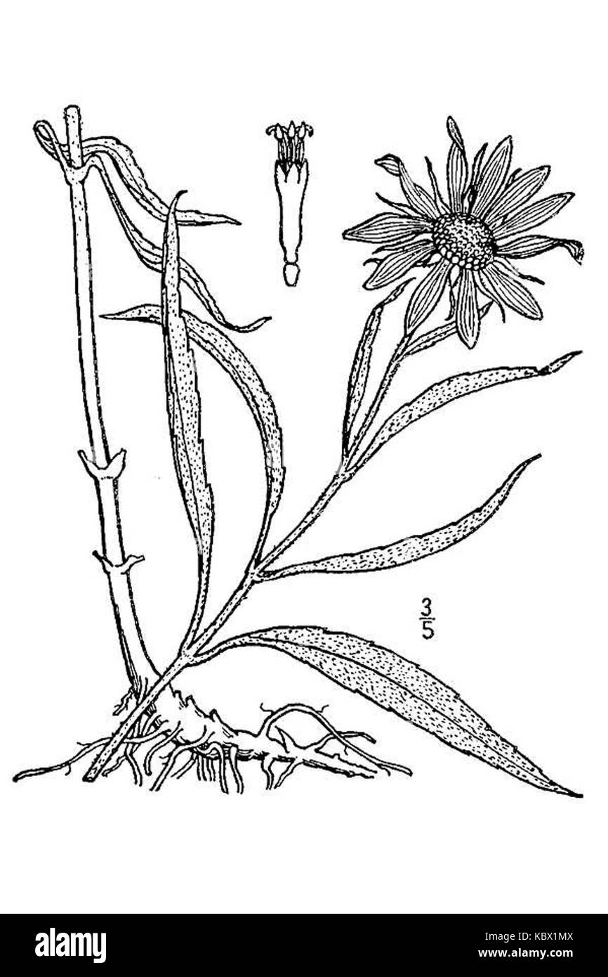 Helianthus maximiliani, également connu sous le nom de tournesol Maximilien, est une plante vivace originaire d'Amérique du Nord. Il est connu pour ses grandes fleurs jaunes et est couramment trouvé dans les prairies et les forêts ouvertes. Banque D'Images