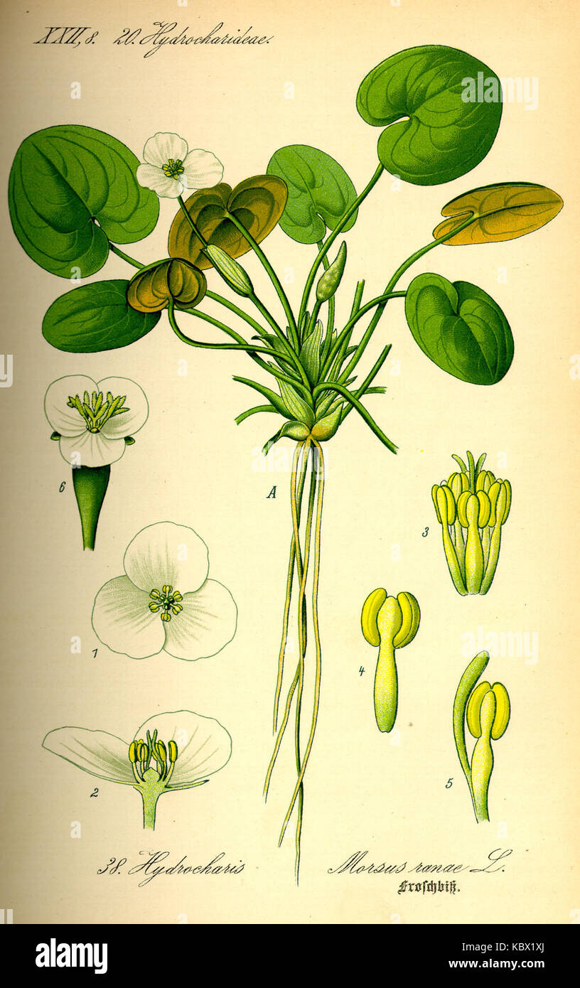Illustration Hydrocharis morsus ranae0 Banque D'Images