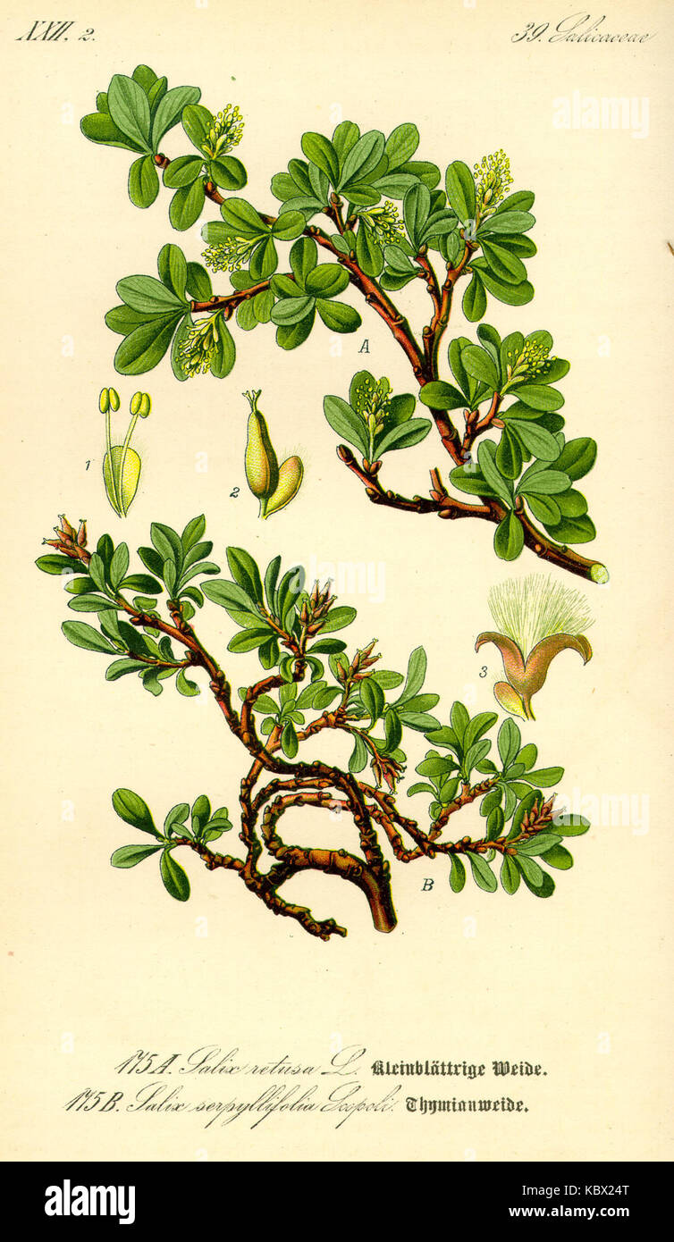 Illustration Salix serpyllifolia sabline0 Banque D'Images