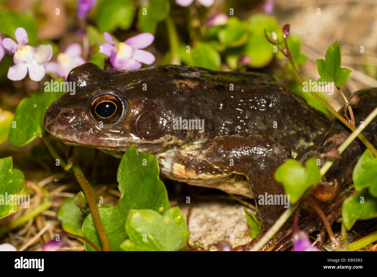 UK grenouille rousse, Rana temporaria, dans la végétation par le côté d'un étang de jardin Banque D'Images