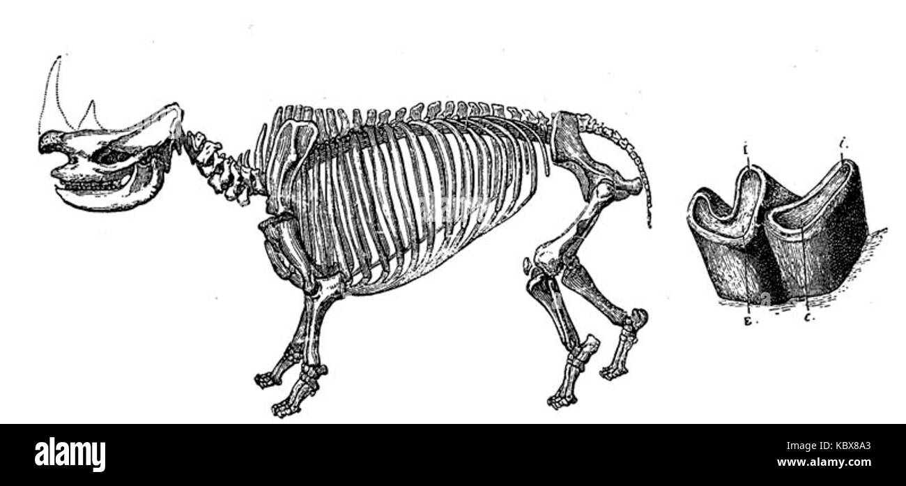 Le rhinocéros pachygnatus, une espèce de rhinocéros, est reconnu pour ses caractéristiques distinctives et ses préférences en matière d'habitat à l'état sauvage. Cette espèce joue un rôle dans l'écosystème en influençant la croissance de la végétation et la structure du sol. Les efforts de conservation visent à protéger cette espèce du braconnage et de la perte d’habitat. Banque D'Images