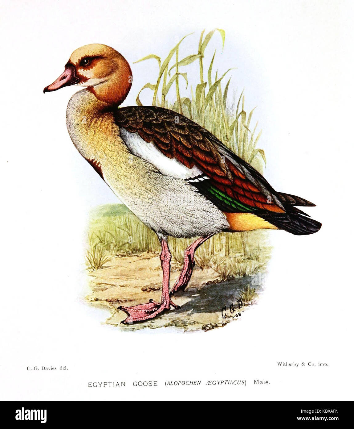 Alopochen aegyptiacus, également connue sous le nom d'oie égyptienne, est une espèce de sauvagine originaire d'Afrique, souvent identifiée par ses marques distinctives et ses préférences en matière d'habitat. Banque D'Images