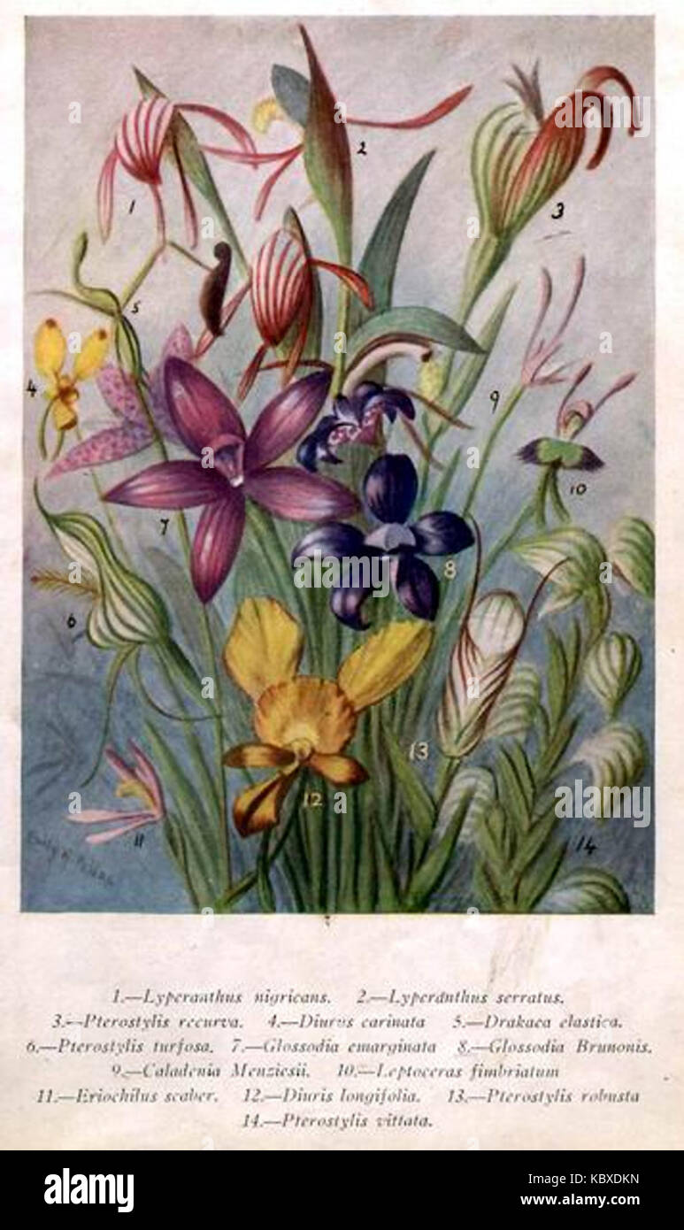 Diuris.PlateI Banque D'Images