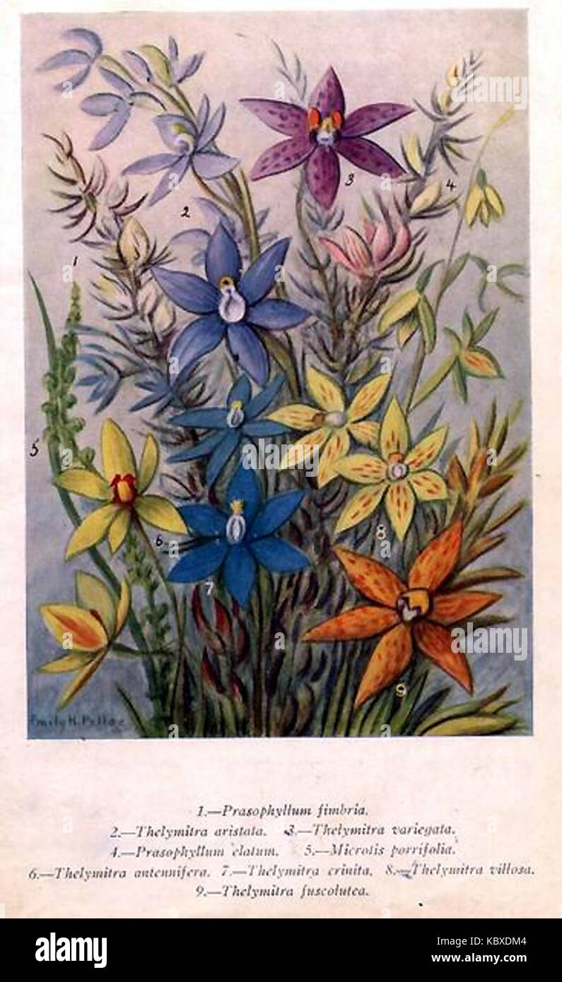 Thelymitra.PLateI Banque D'Images