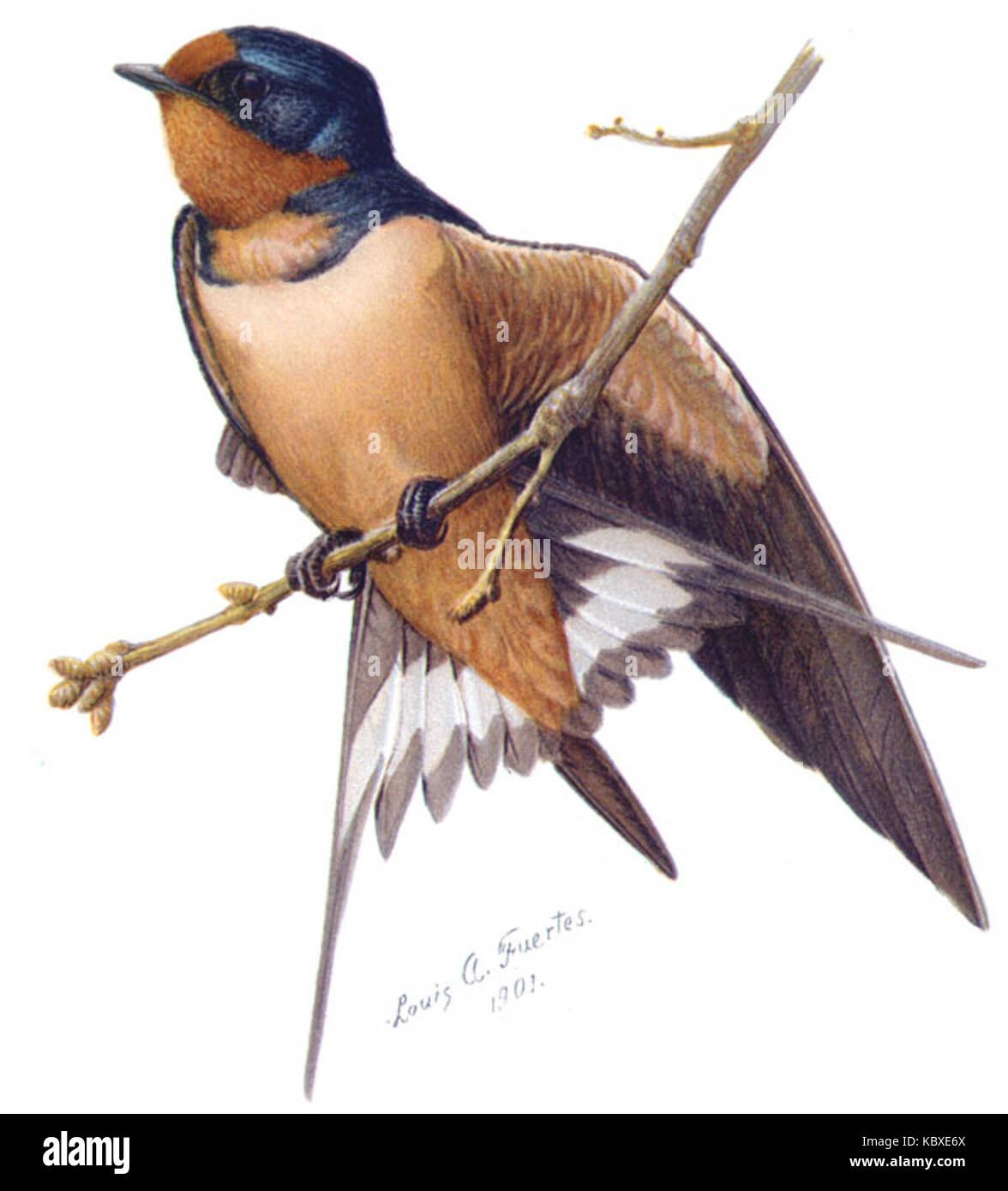 Hirundo rusticaABP01CA Banque D'Images