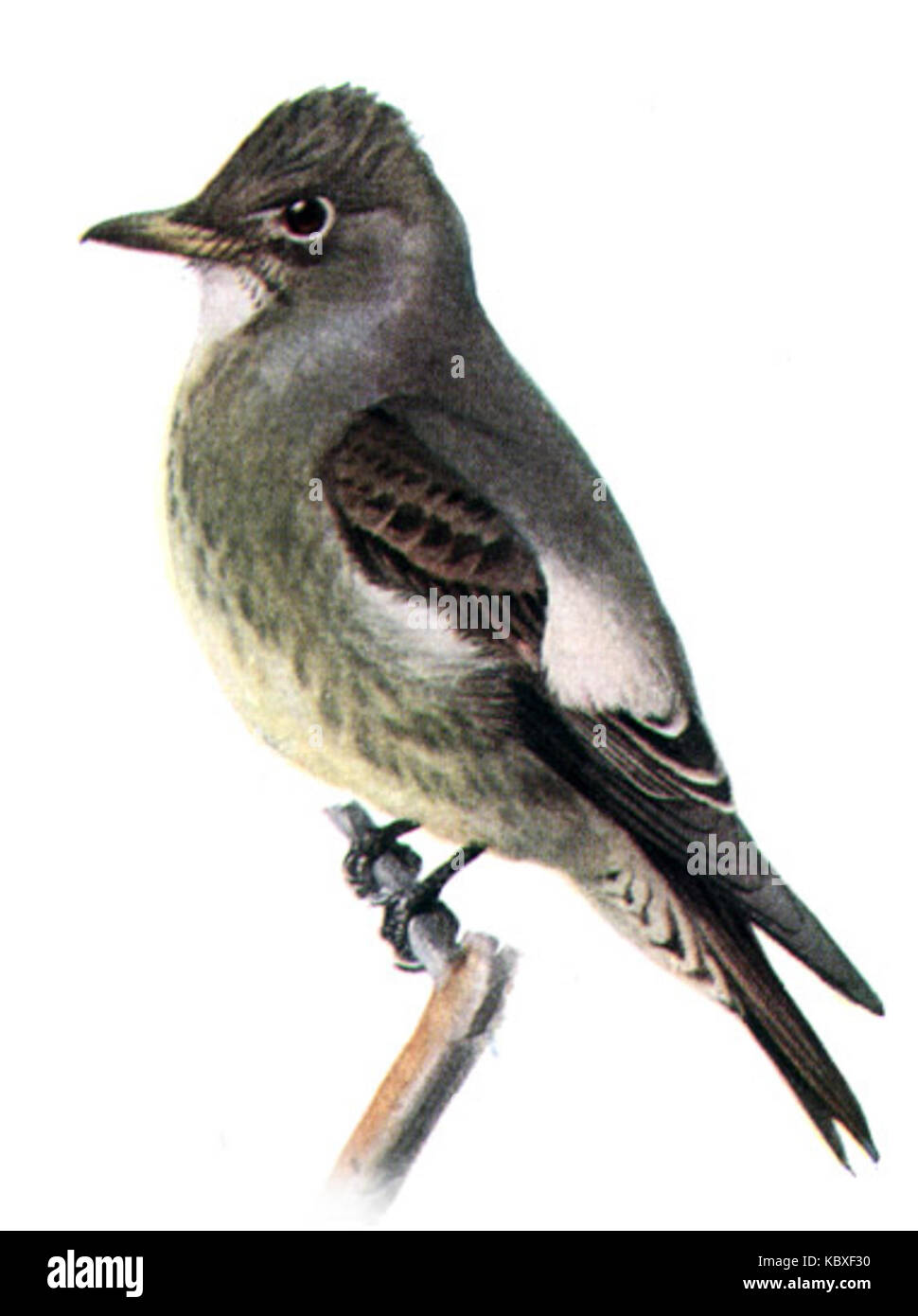 Contopus cooperi, connu sous le nom de mouche de Cooper, est une espèce d'oiseau trouvée en Amérique du Nord. Cette image ou étude se concentre sur ses caractéristiques, son comportement et son rôle écologique dans son habitat. Banque D'Images
