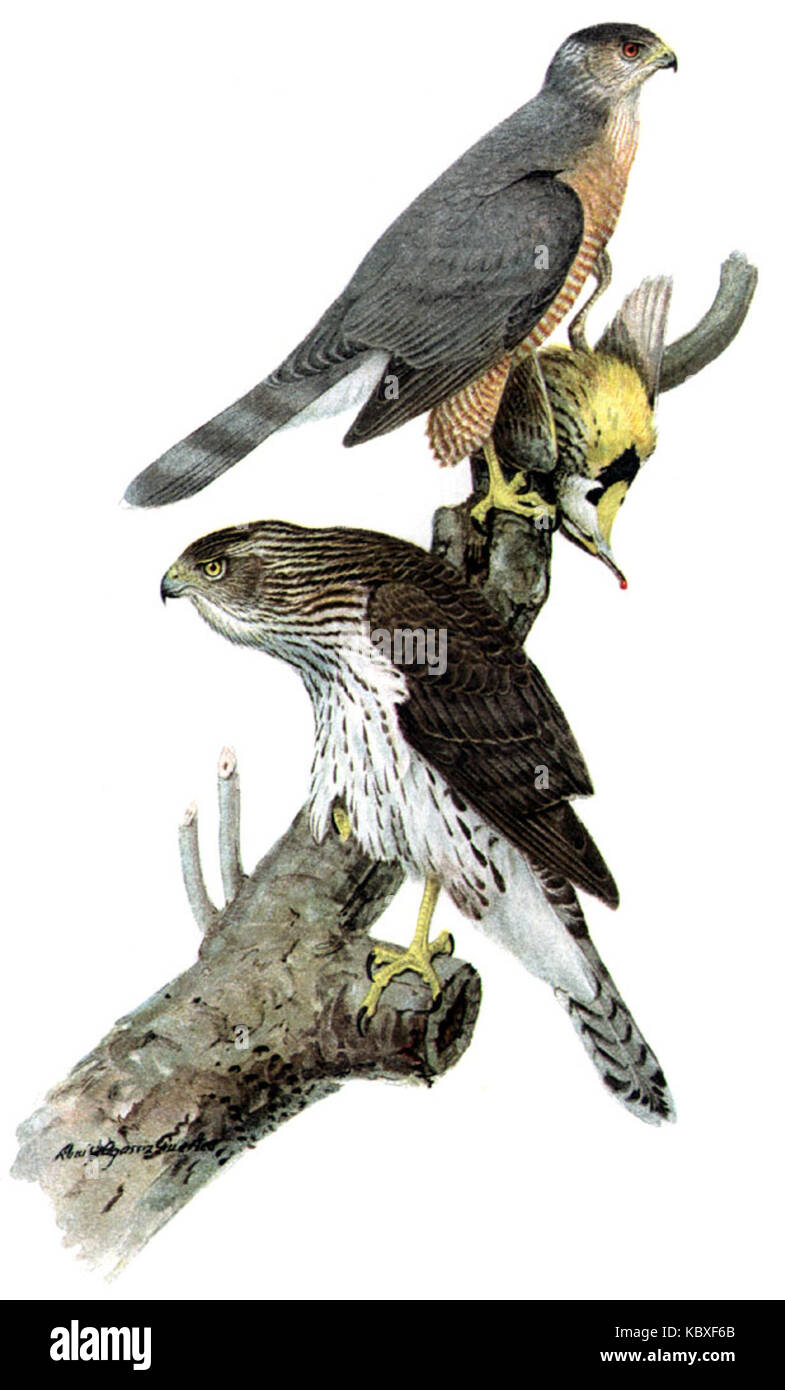 Accipiter cooperii, connu sous le nom de faucon de Cooper, est un oiseau de proie originaire d'Amérique du Nord, particulièrement connu pour ses compétences de chasse et son adaptabilité à divers habitats. Banque D'Images
