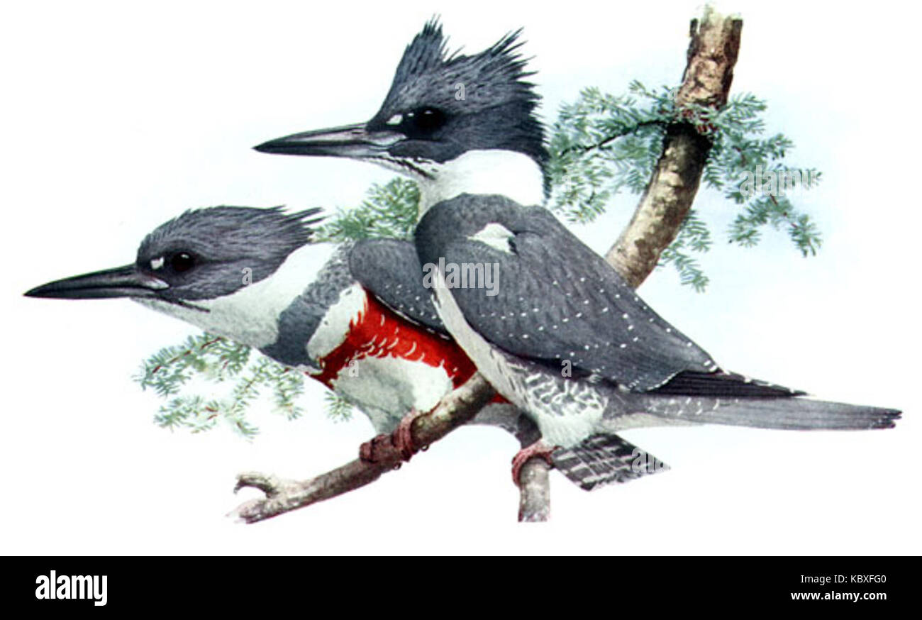 Cette image montre un kingfisher, Megaceryle alcyon, communément connu sous le nom de kingfisher ceinturé. L'oiseau se trouve en Amérique du Nord, connu pour son aspect distinctif avec un corps bleu-gris et un ventre blanc. Banque D'Images