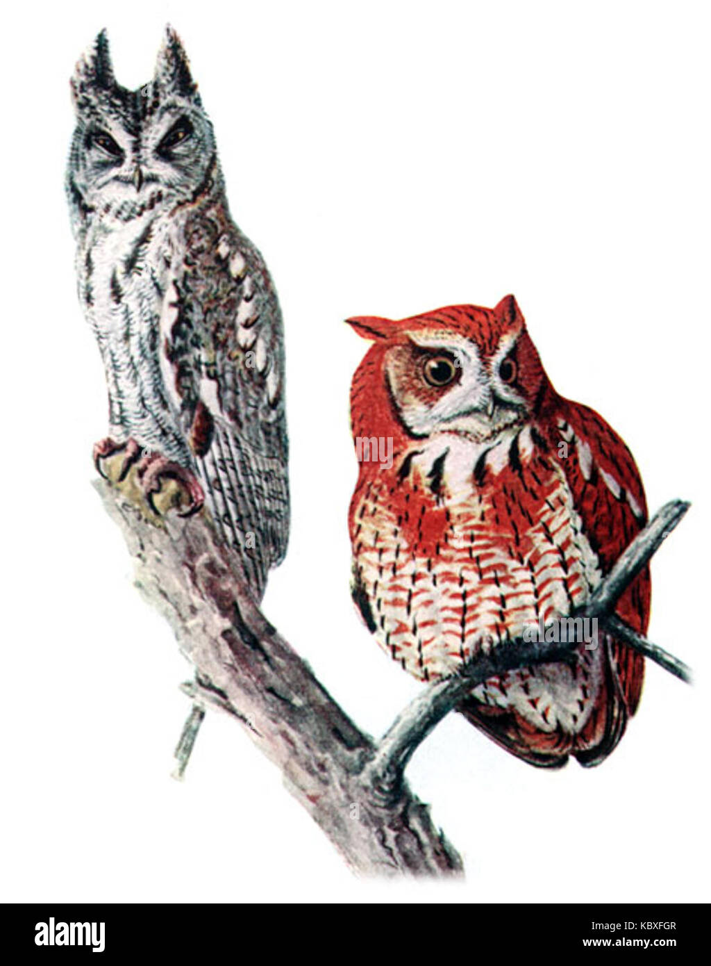 Le Megascops asio, également connu sous le nom de chouette cramoisie de l'est, est une espèce d'oiseau nocturne que l'on trouve dans toute l'Amérique du Nord, caractérisée par ses touffes d'oreilles distinctives et sa petite taille. Banque D'Images