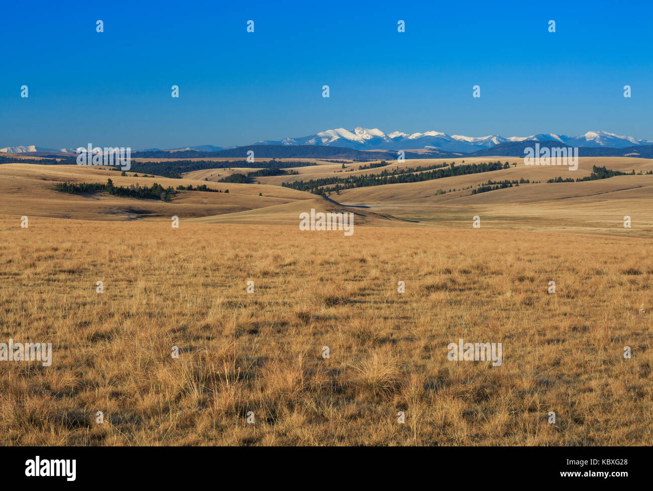 Flint Creek meadows dans la gamme et le bassin du ruisseau à proximité de avon, Montana Banque D'Images