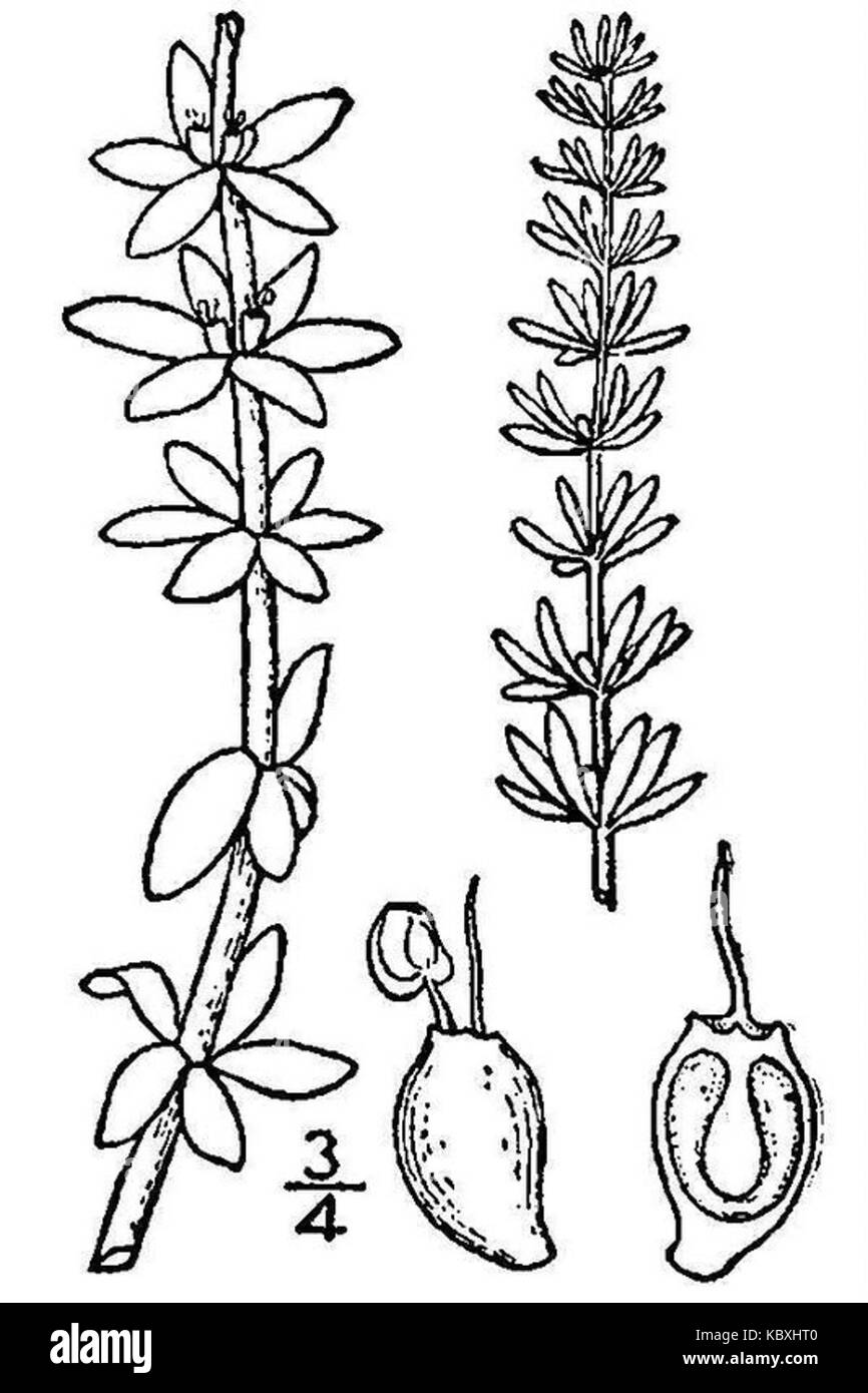 Hippuris tetraphylla est une espèce de plante aquatique communément appelée queue de jument à quatre feuilles. On le trouve dans les eaux peu profondes et les zones humides, souvent utilisées pour sa valeur ornementale et écologique dans les milieux aquatiques. Banque D'Images