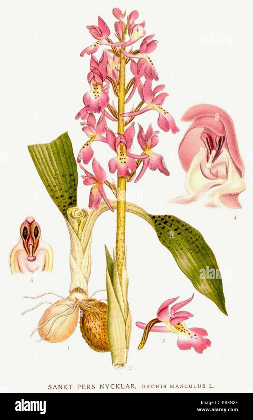 Cette illustration de 'Nordens Flora' représente Orchis mascula, une espèce d'orchidée originaire du nord de l'Europe, mettant en valeur ses caractéristiques botaniques. Banque D'Images