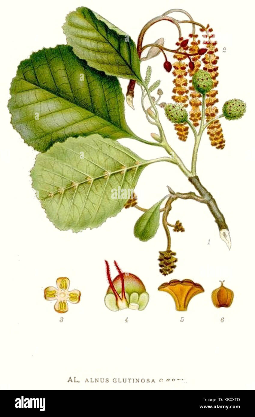 Cette image représente l'espèce Alnus glutinosa, communément appelée aulne noir. C'est une espèce d'arbre à feuilles caduques originaire d'Europe, souvent trouvée près des sources d'eau, avec une écorce foncée distinctive et des fleurs de chat. Banque D'Images