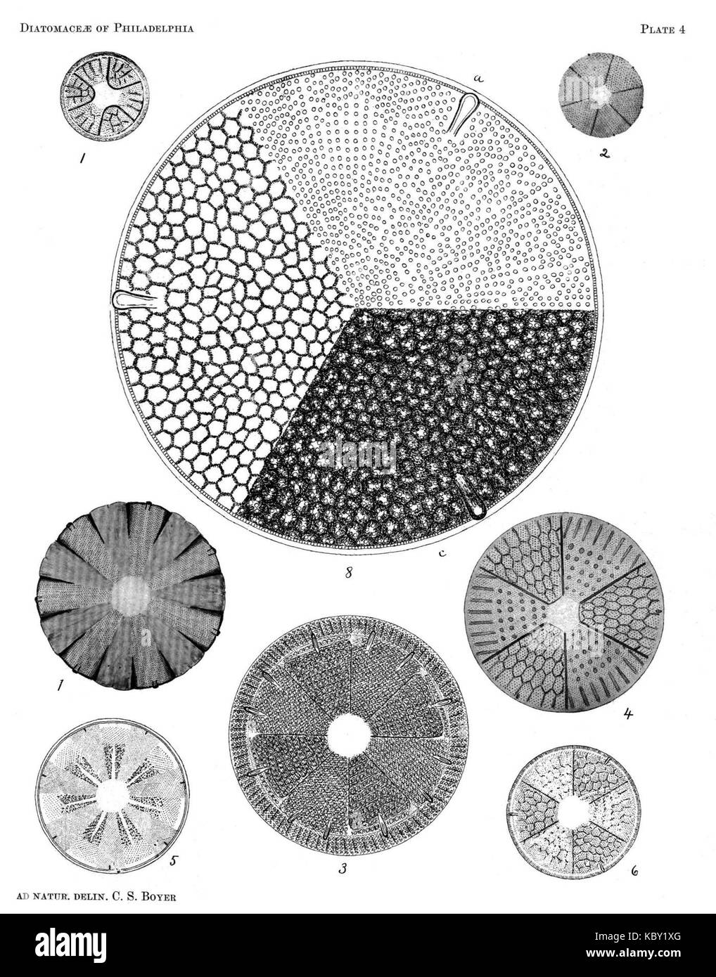 Plaque 04 Diatomaceae de Philadelphie Banque D'Images