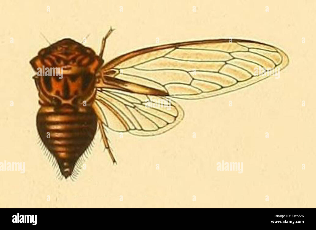 Sadaka hyalina est une espèce d'escargot connue pour sa coquille translucide. Il fait partie de la famille des gastéropodes et peut être trouvé dans divers habitats naturels. Banque D'Images