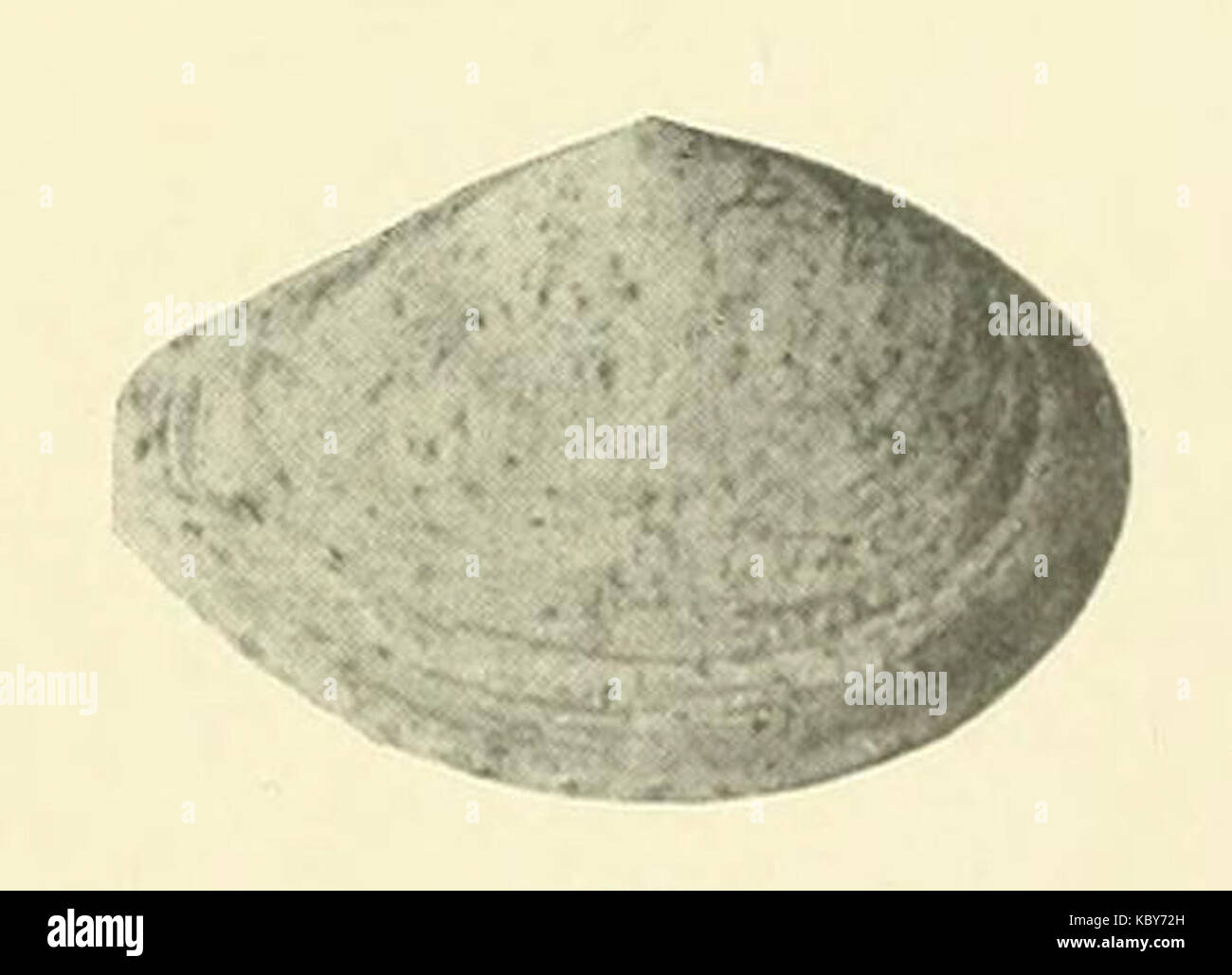 Une image représentant la valve droite de la coquille de *Corbula mesopotamica*, une espèce de mollusque bivalve trouvée au moyen-Orient. La coque est distinctive, avec une forme ovale et une texture de surface fine. Banque D'Images