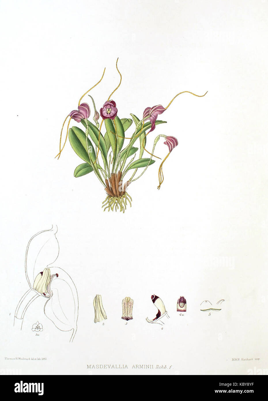 Illustration botanique de Woolward représentant l'espèce d'orchidée Masdevallia arminii, soulignant ses caractéristiques uniques. Banque D'Images