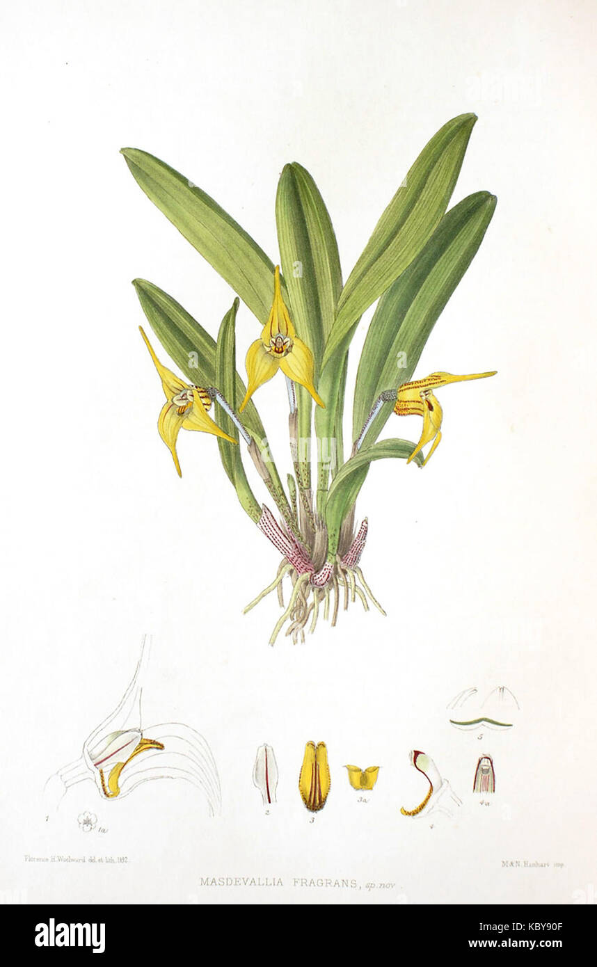 Woolward le genre Masdevallia Masdevallia fragrans Banque D'Images