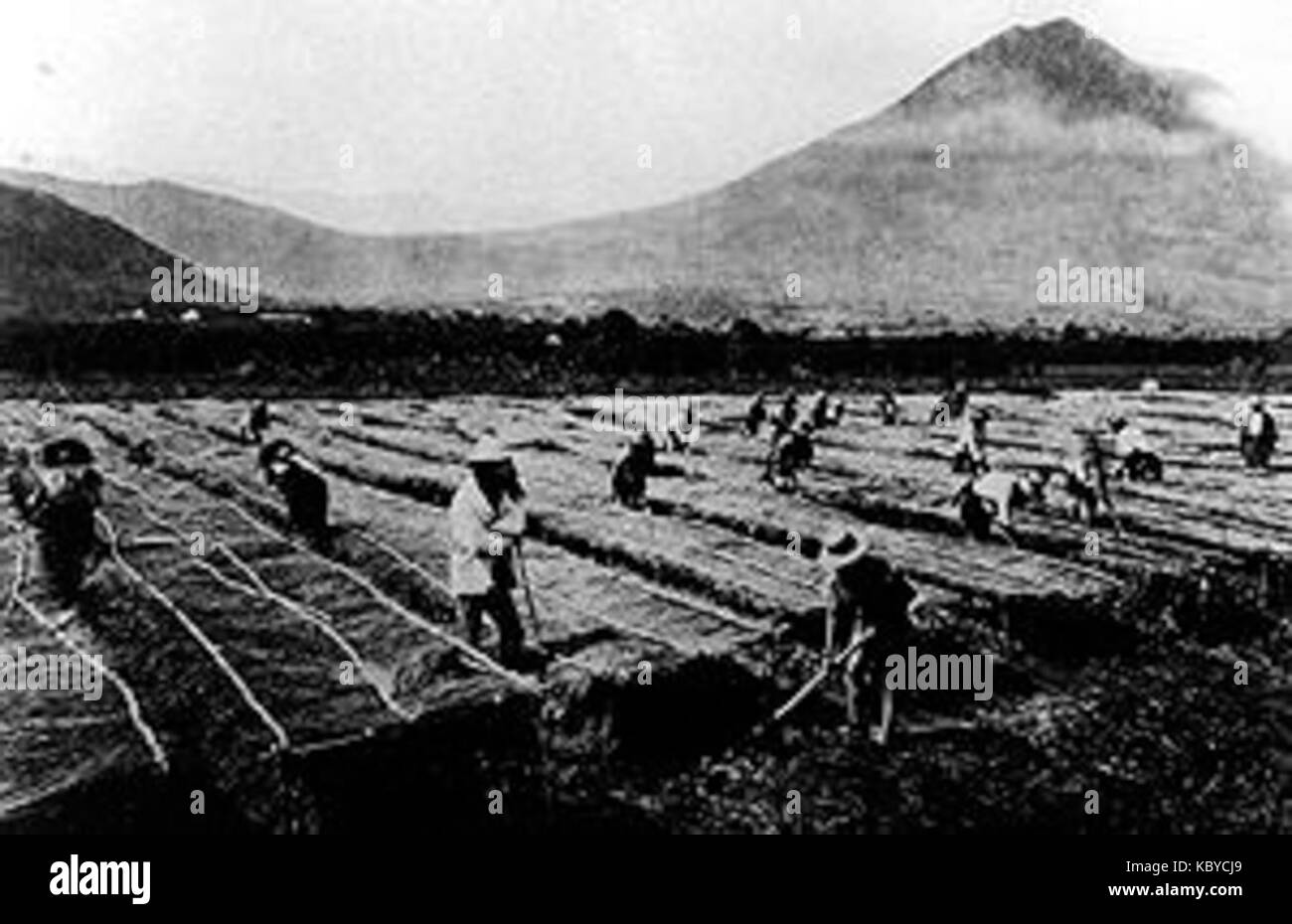 Coffeeharvest1875 Banque D'Images