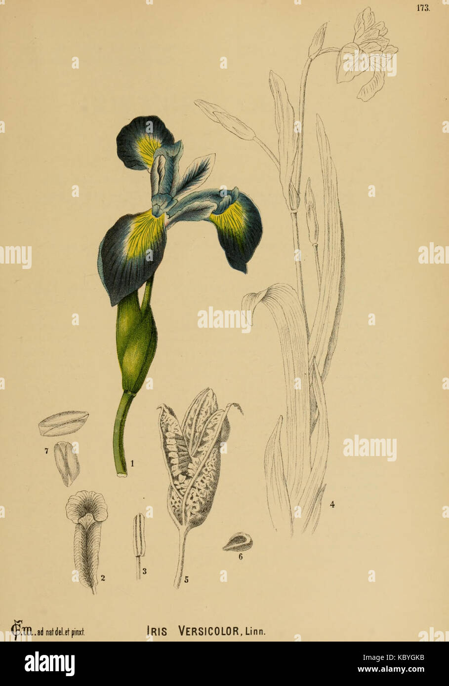 Les plantes médicinales de l'Amérique 173 0967 Iris versicolor Banque D'Images